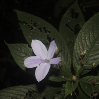 Barleria vestita T.Anderson